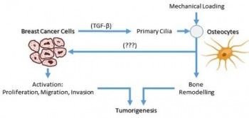 Project schematic hypothesis